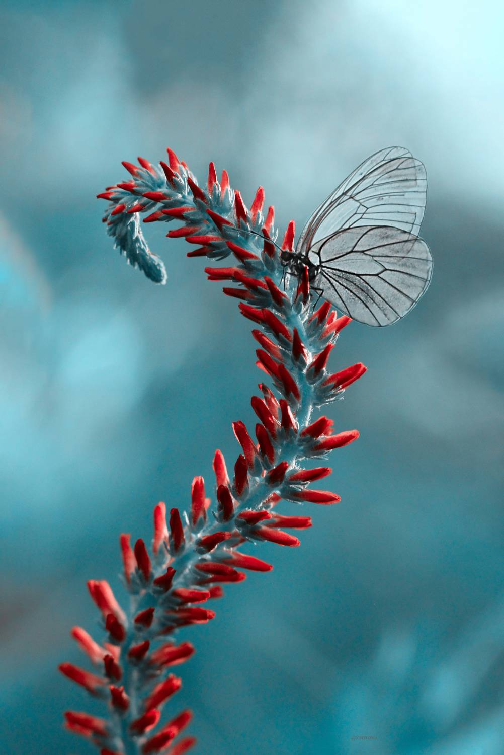 , Julia Khvorostyanaya