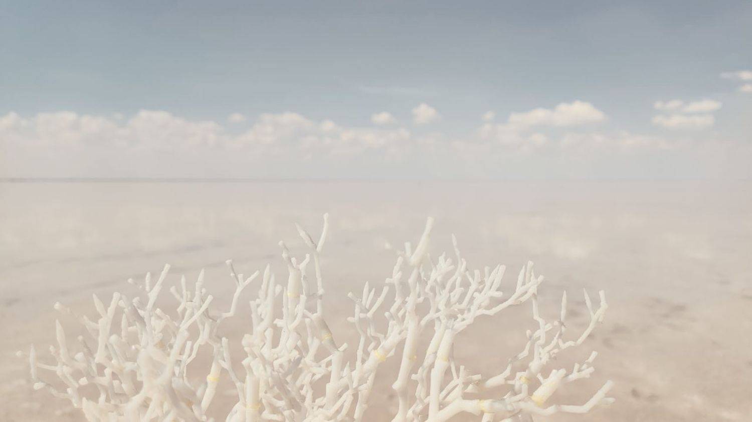 нежное, пейзаж, коралл, Karina Yakovleva