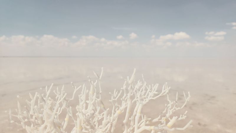 нежное, пейзаж, коралл Нежное фото превью