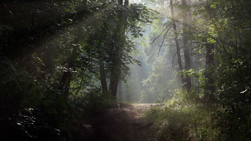 После дождика ... фото превью
