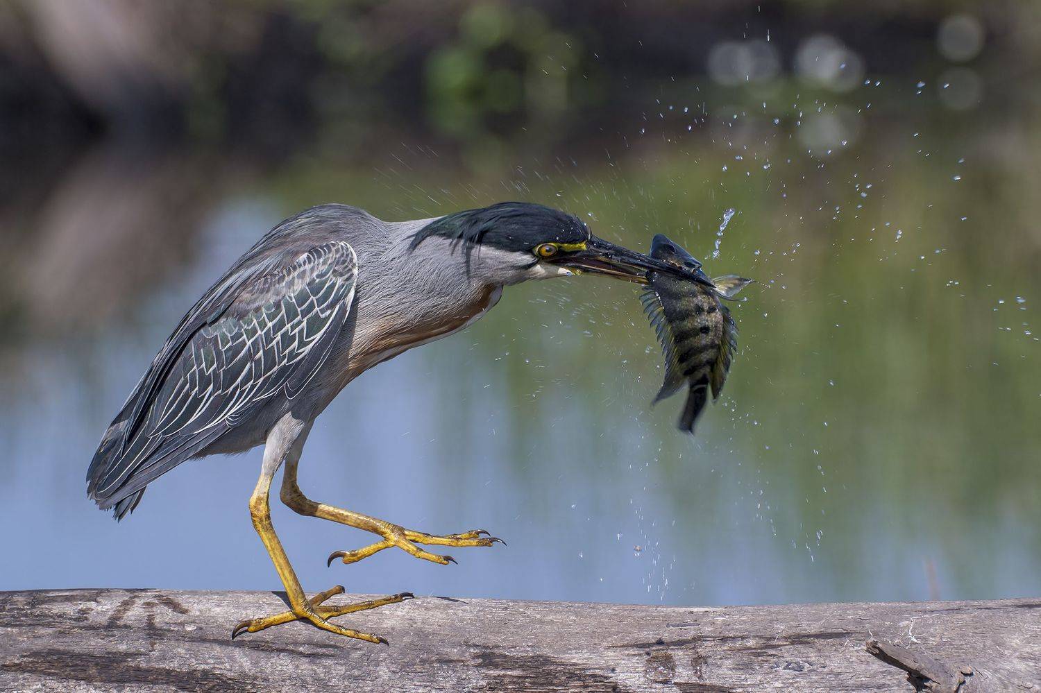 , Burgalin Sequeira Fernando