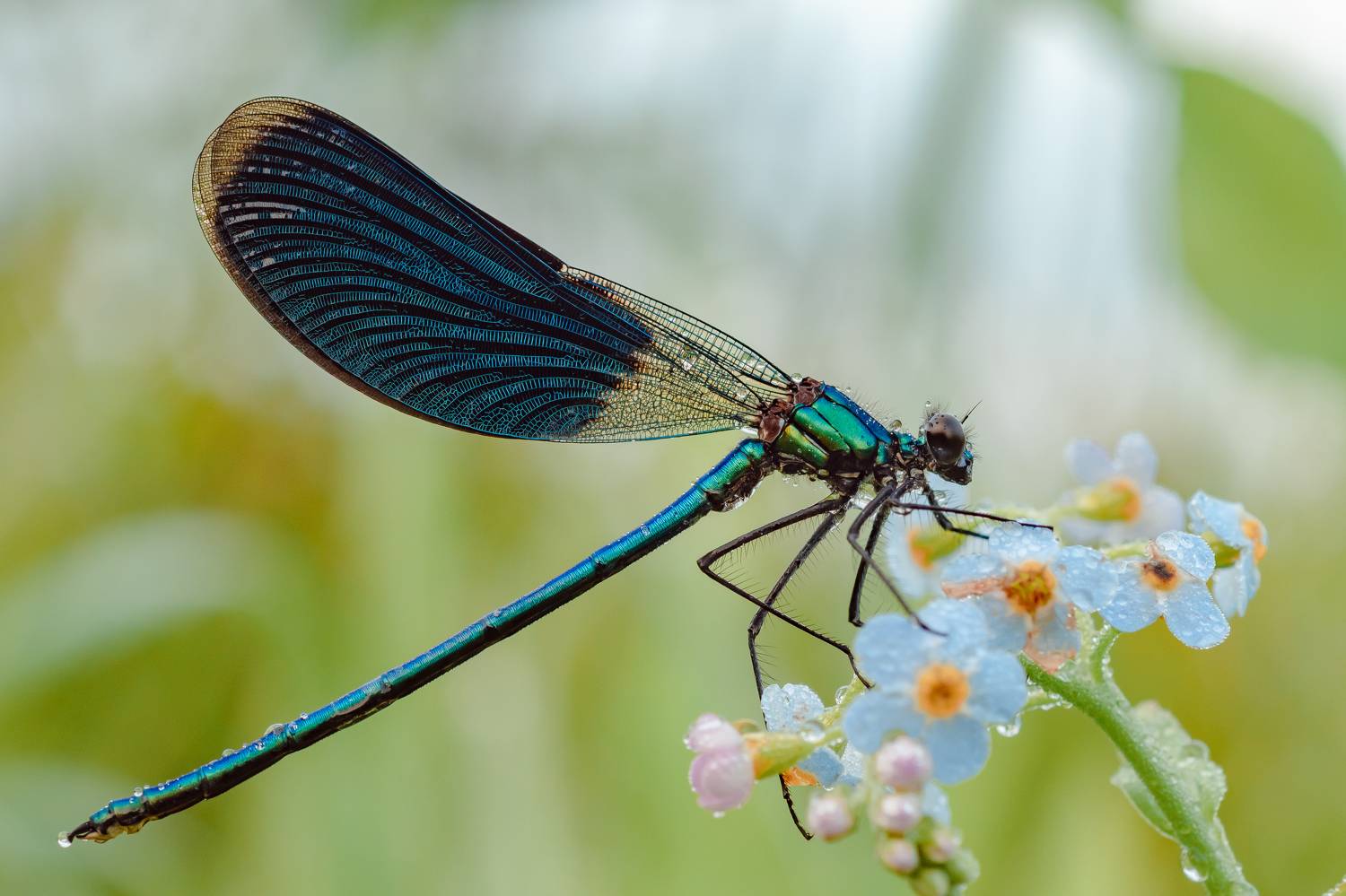 , Роман Зайцев