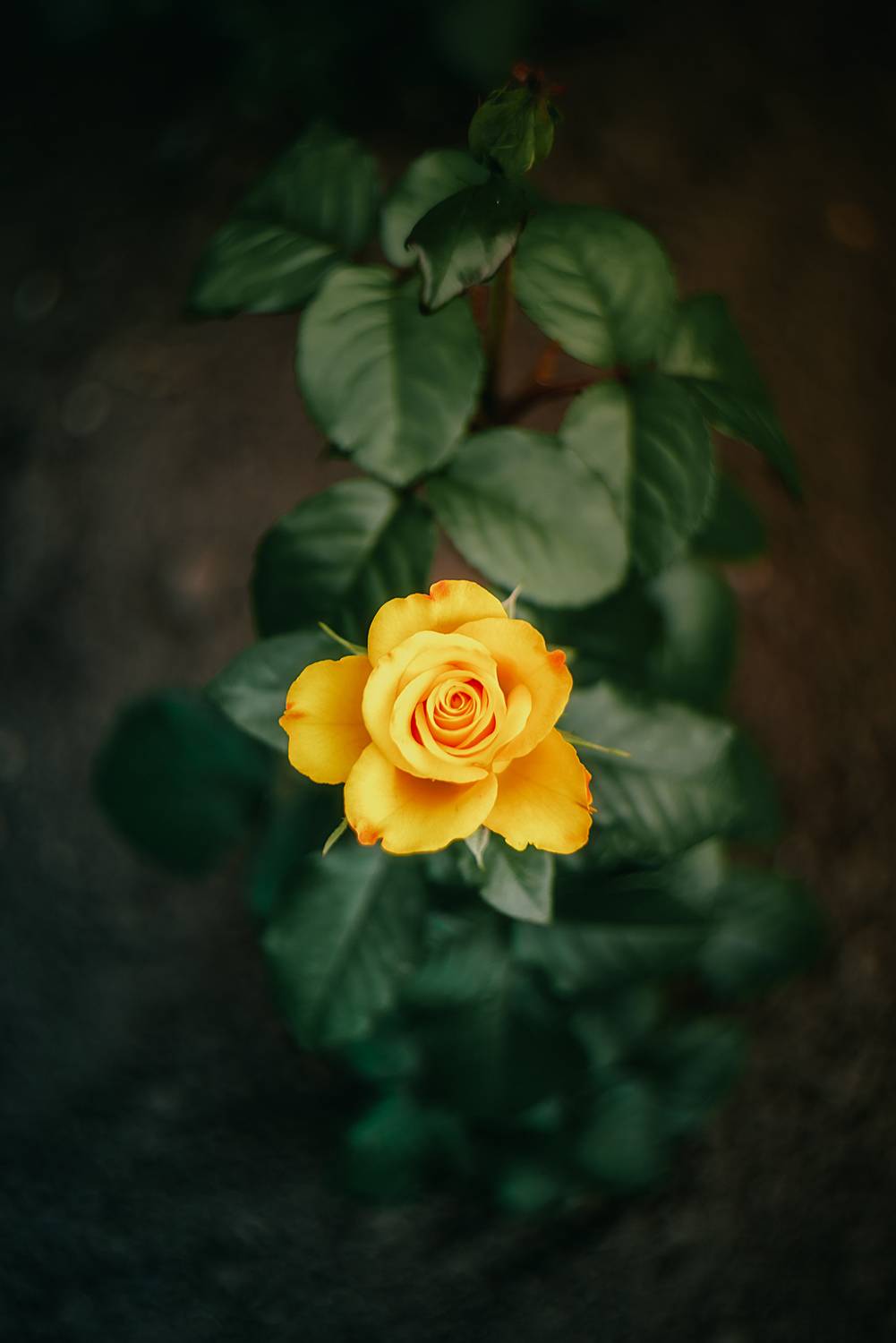 цветы природа лето розы лилии flowers nature fauna summer roses lilies, Дзюба Нелли