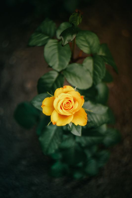 цветы природа лето розы лилии flowers nature fauna summer roses lilies  фото превью