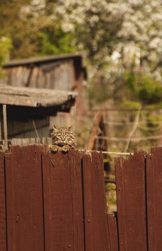 ку-ку фото превью