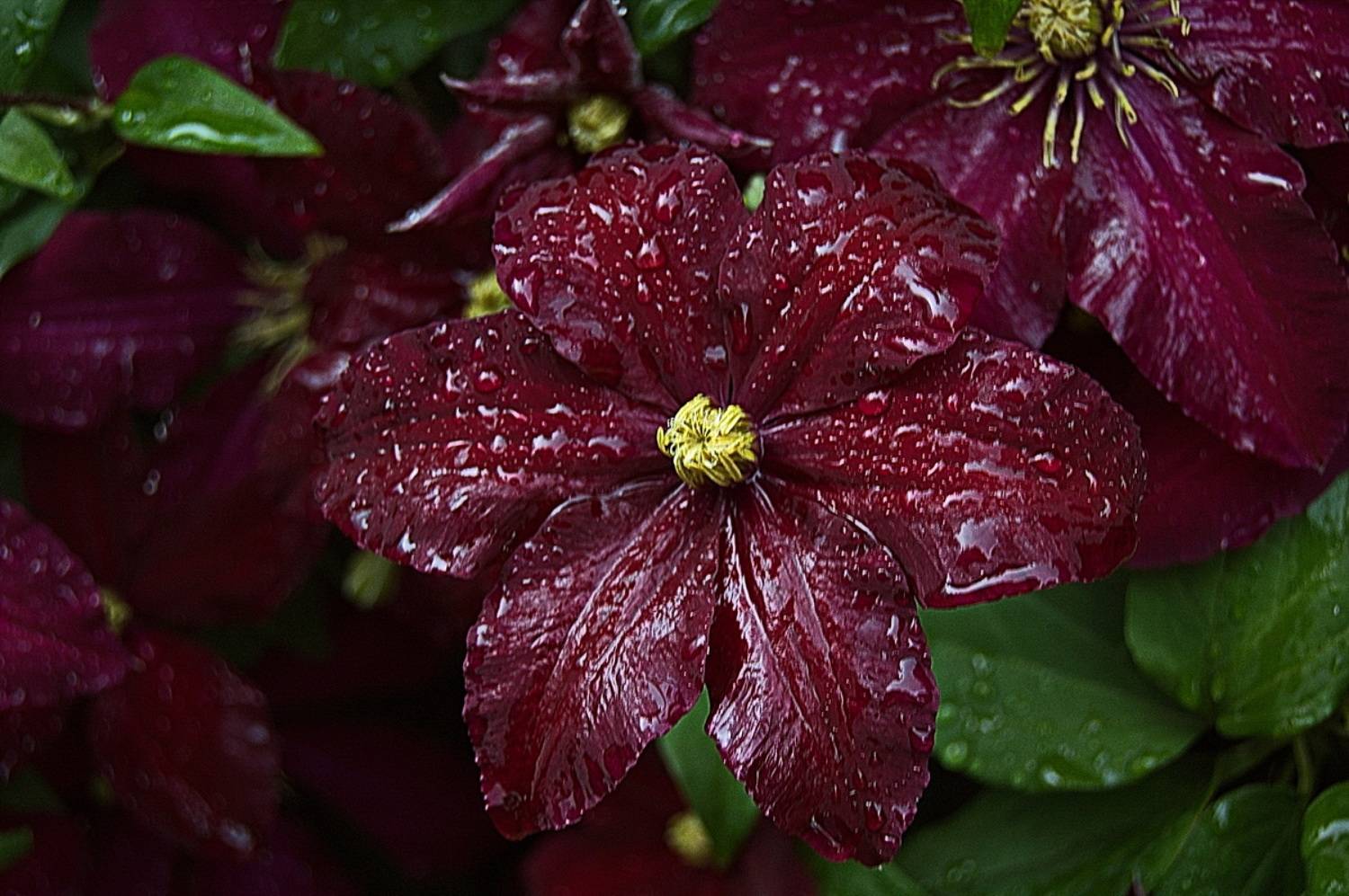 , Николаев Владимир