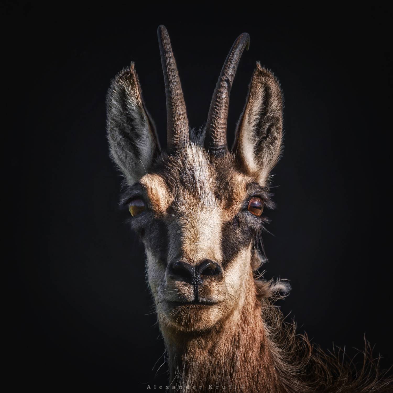 серна, Круль Александр