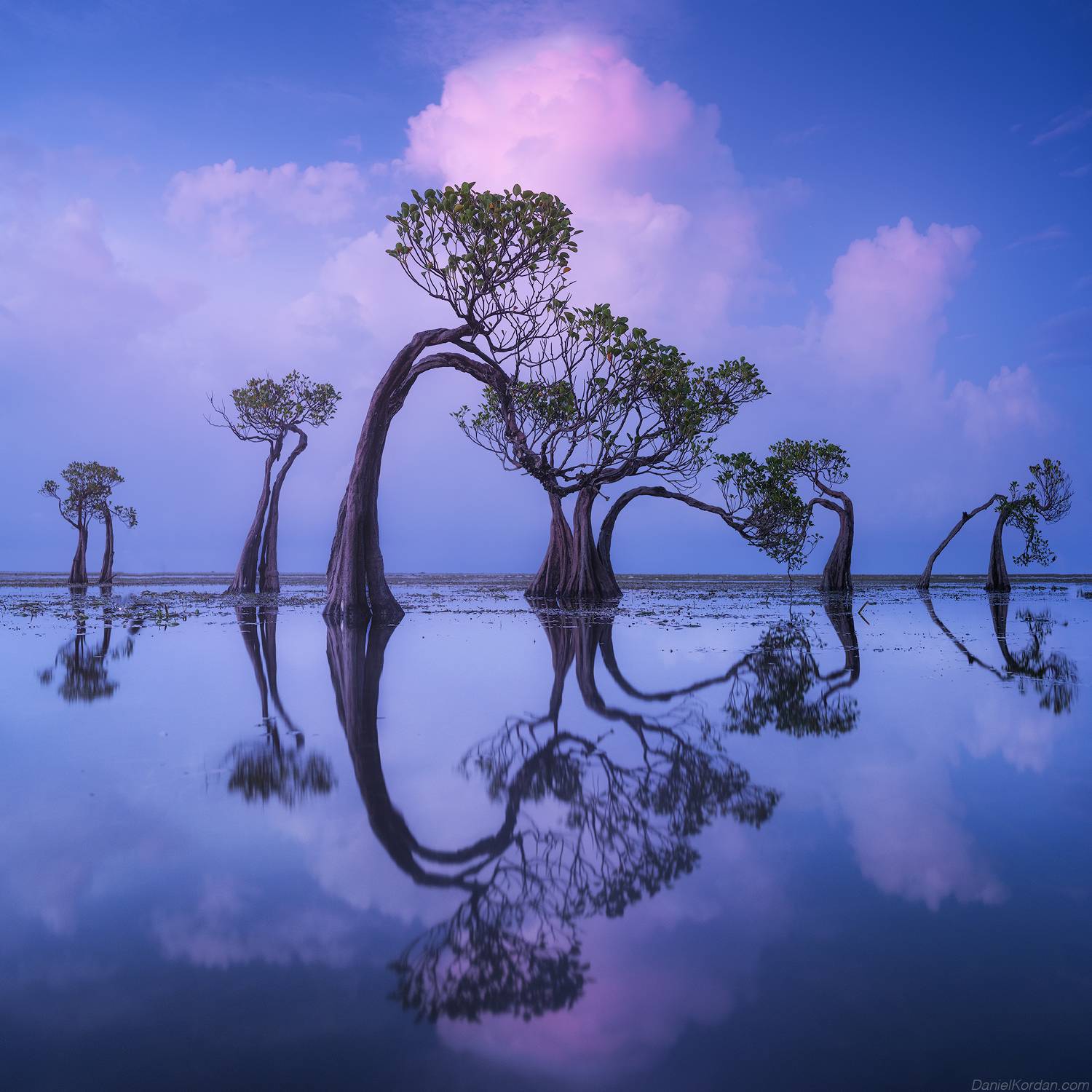 Sumba dancing trees, Даниил Коржонов
