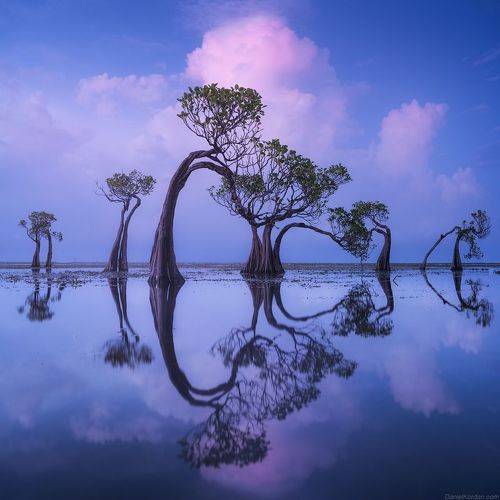 Sumba dancing trees