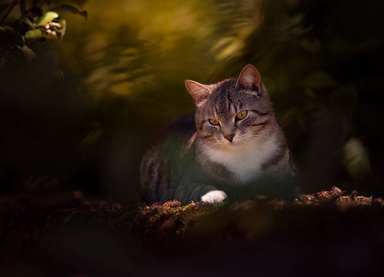 #animals #cat #кошки, Баранов Олег