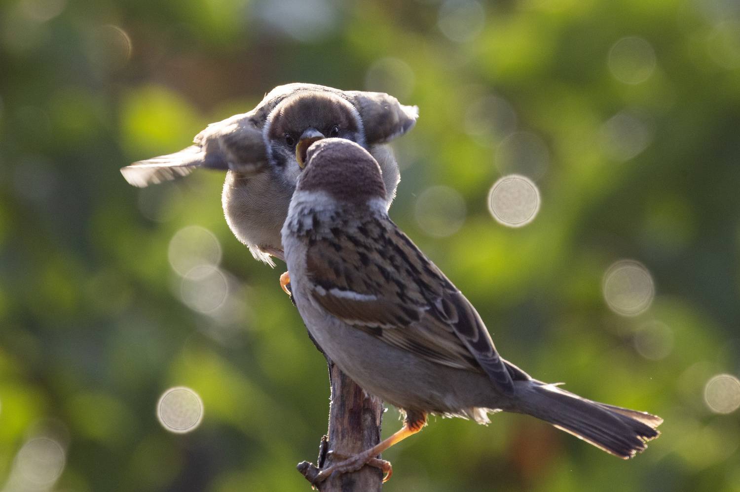 Воробей полевой, птенец, слеток, кормление, Пономарев Илья