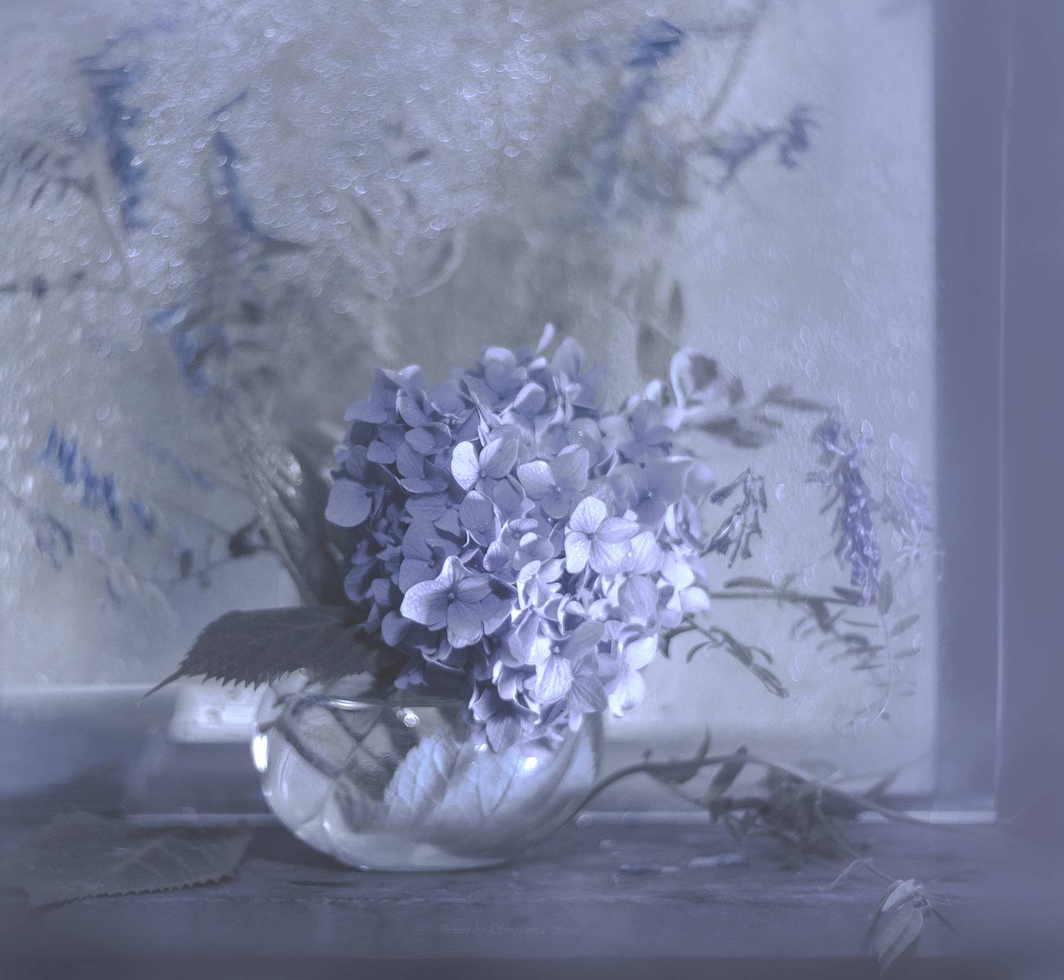 , Ирина Шипунова