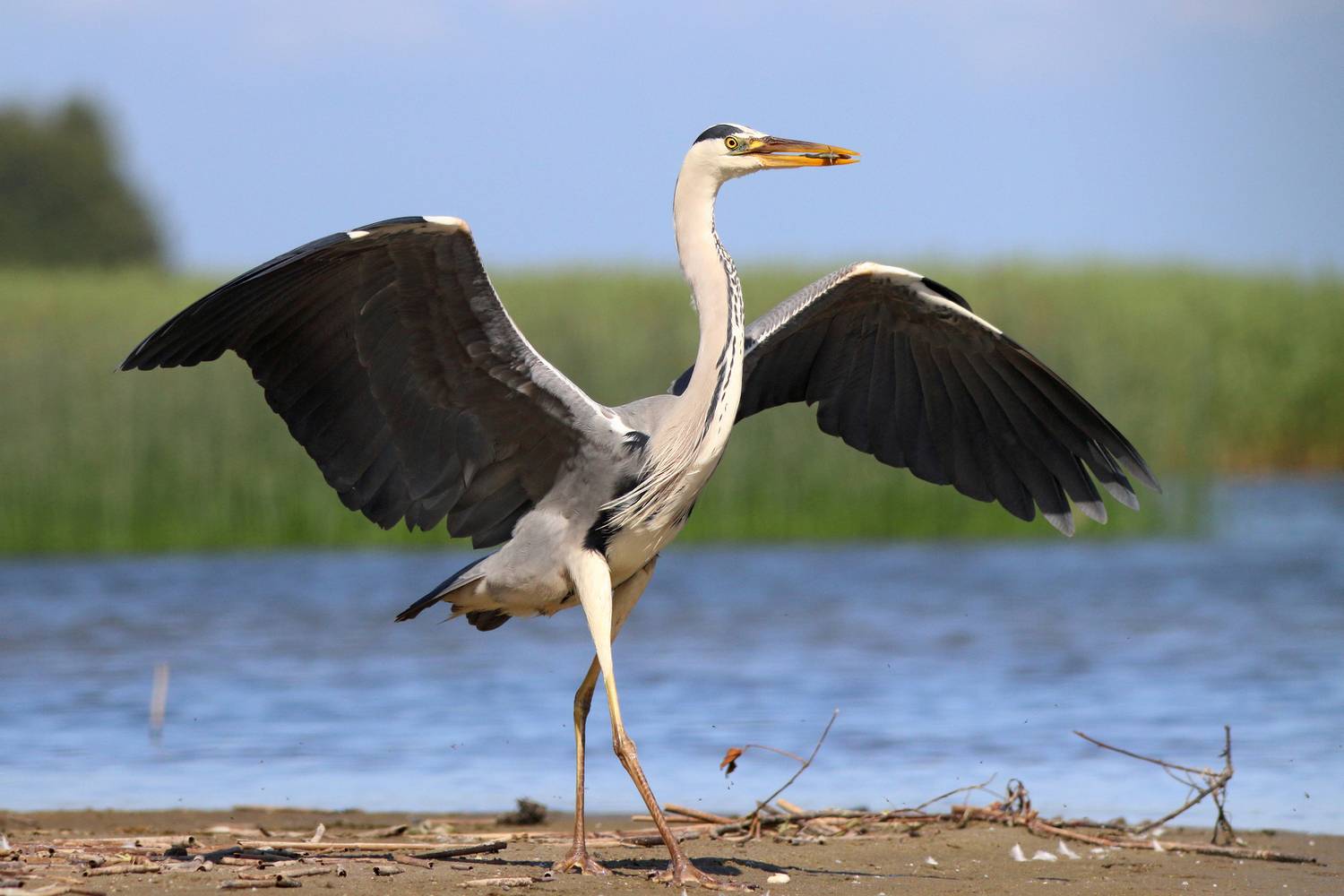 серая цапля, цапля, ardea cinerea, grey heron, heron, куршская коса, куршский залив, Бондаренко Георгий