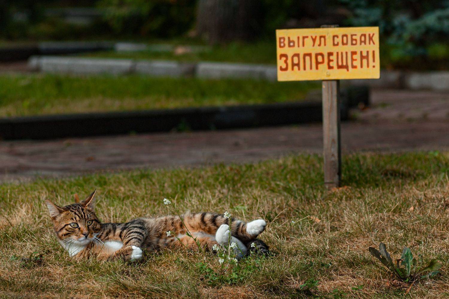 , Владимир Ноздрачев
