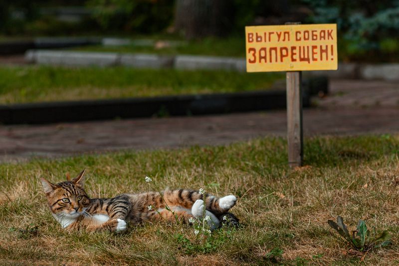 Котам можно везде фото превью