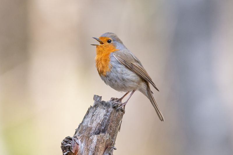 Голоса весны фото превью