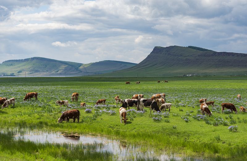 В долинах Хакасии фото превью