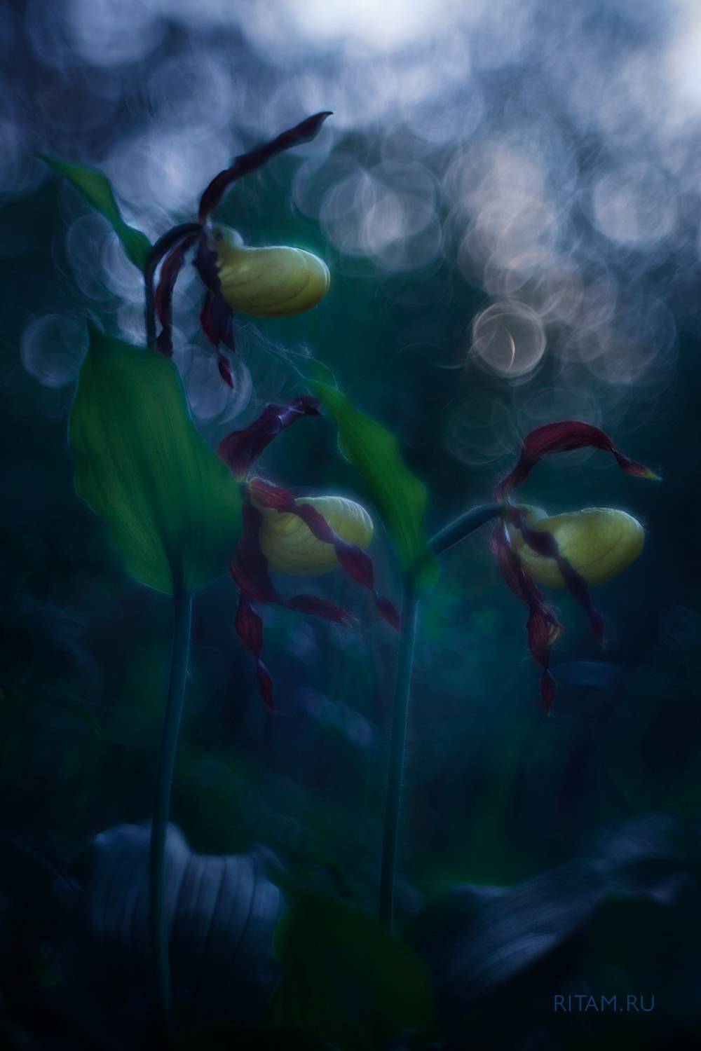 , Ритам Мельгунов