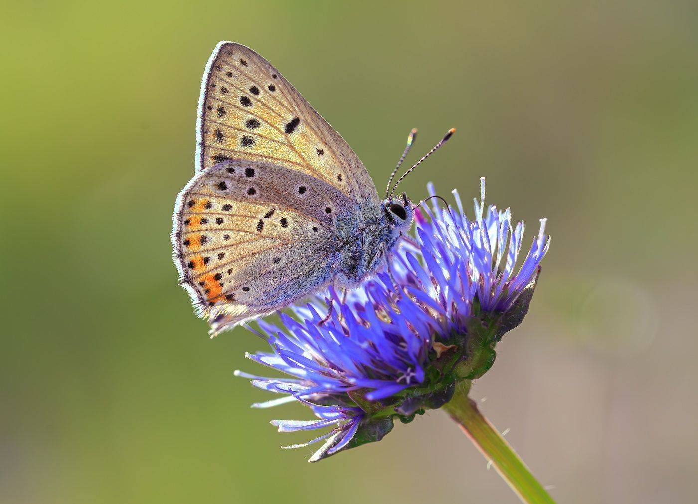насекомые, бабочка, голубянка, червонец, бурый, цветы,  лето, Борис Новиков