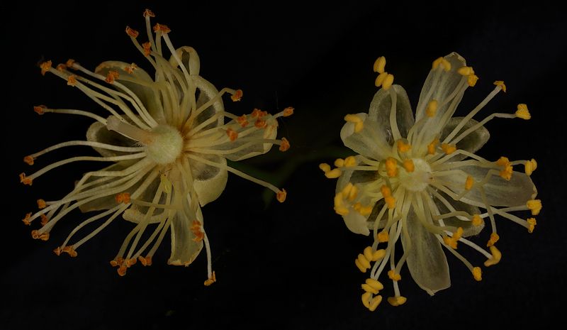 tilia cordata липа Tilia cordata фото превью