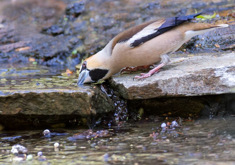 птица, дубонос, водопой, вода, ручей, Дубонос  у ручья. фото превью