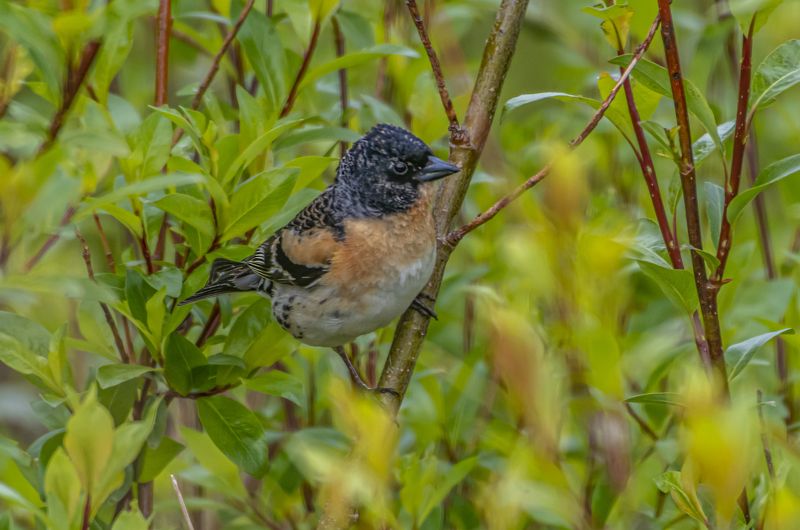 мурмаская область, териберка, птицы, вьюрок Вьюрок фото превью