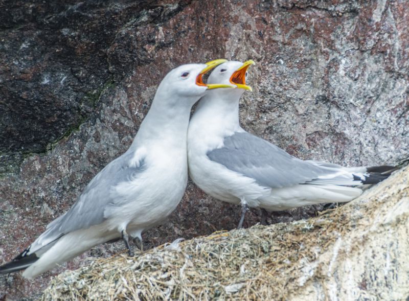 мурмаская область, териберка, птицы, чайки-моевки Дуэт фото превью