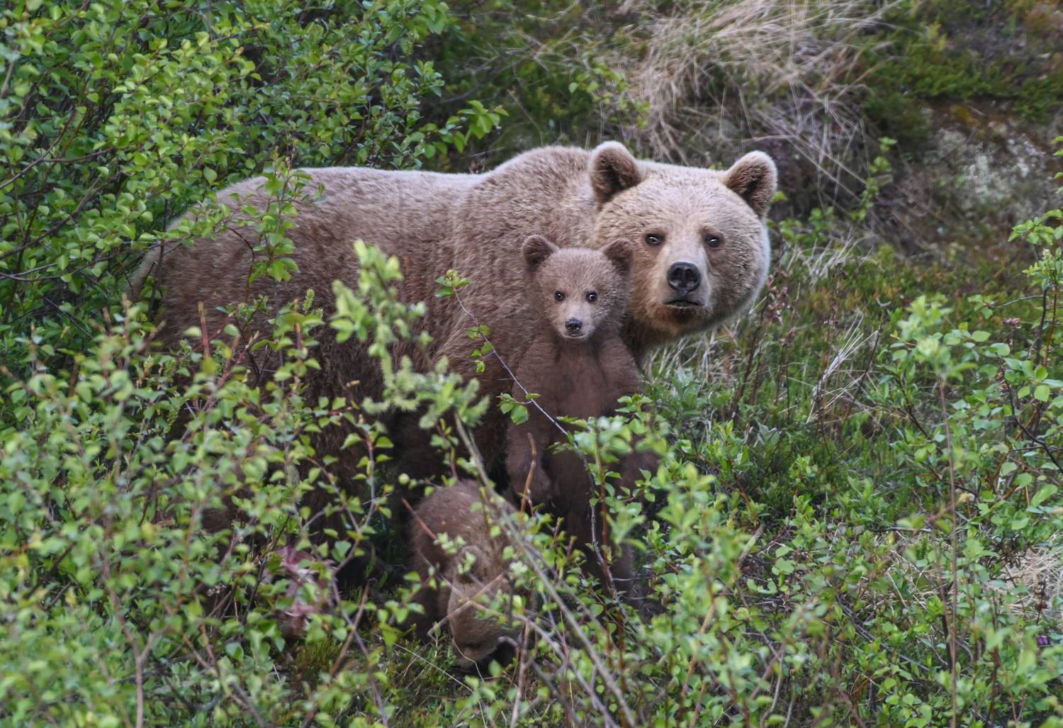 мурмаская область, териберка, бурый медведь, Савчук Сергей