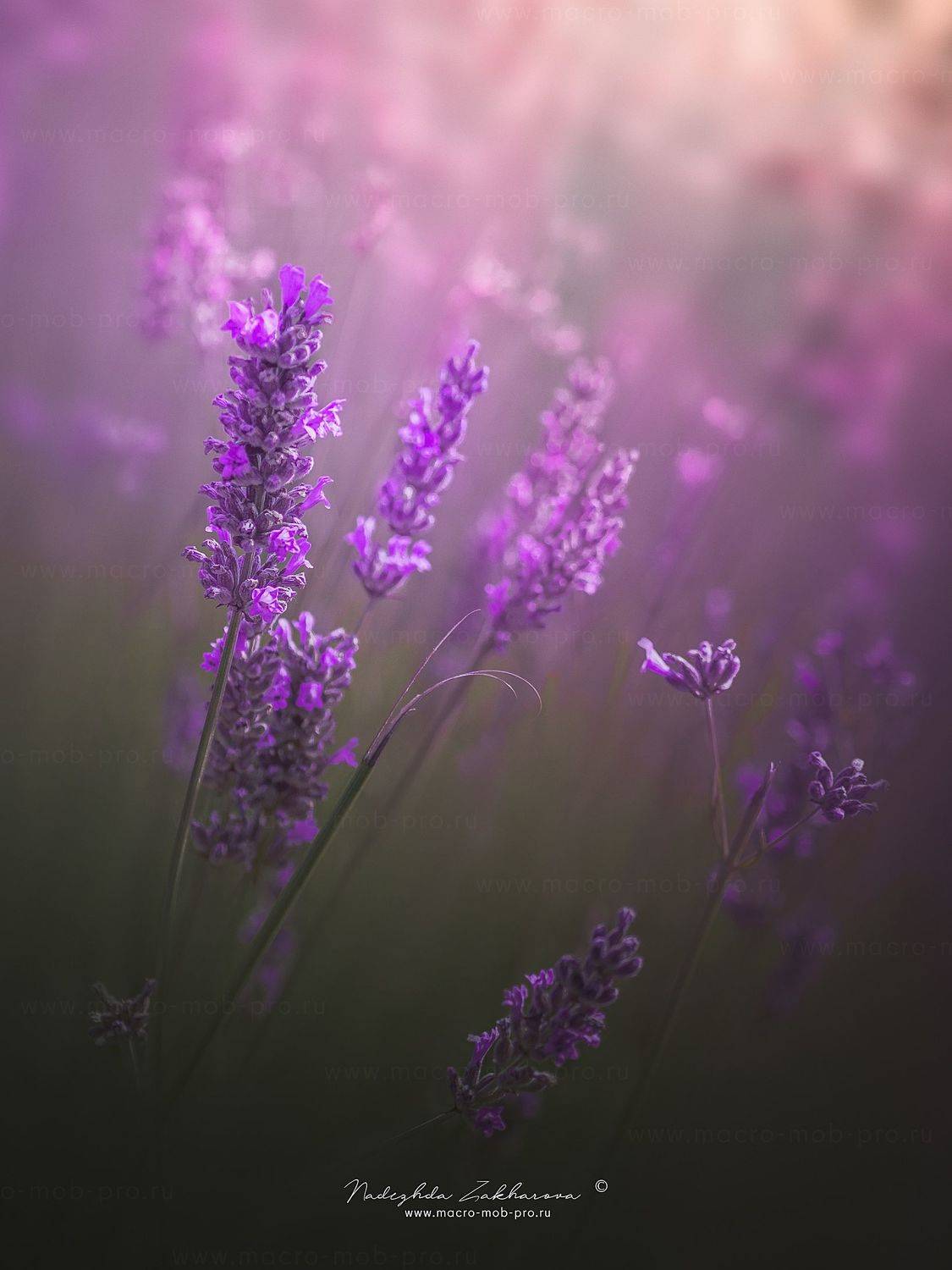 , Захарова Надежда