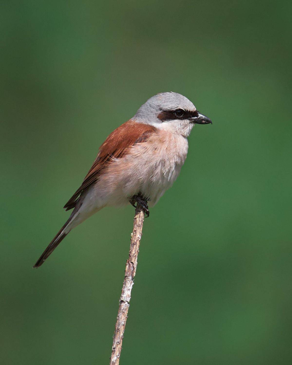 сорокопут жулан птичка на ветке, Mikhail Khmelevskiy