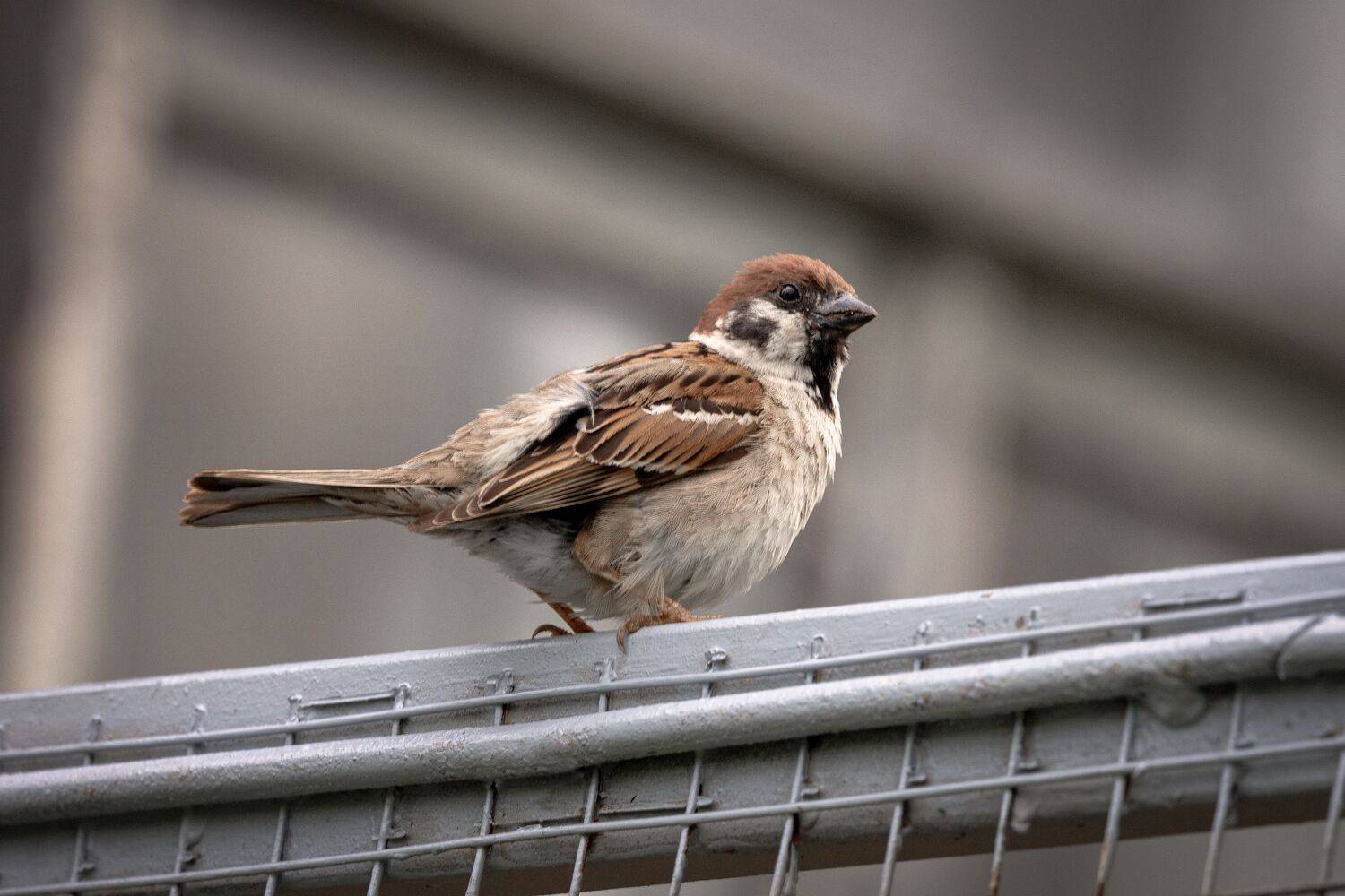 , Елена Гусева