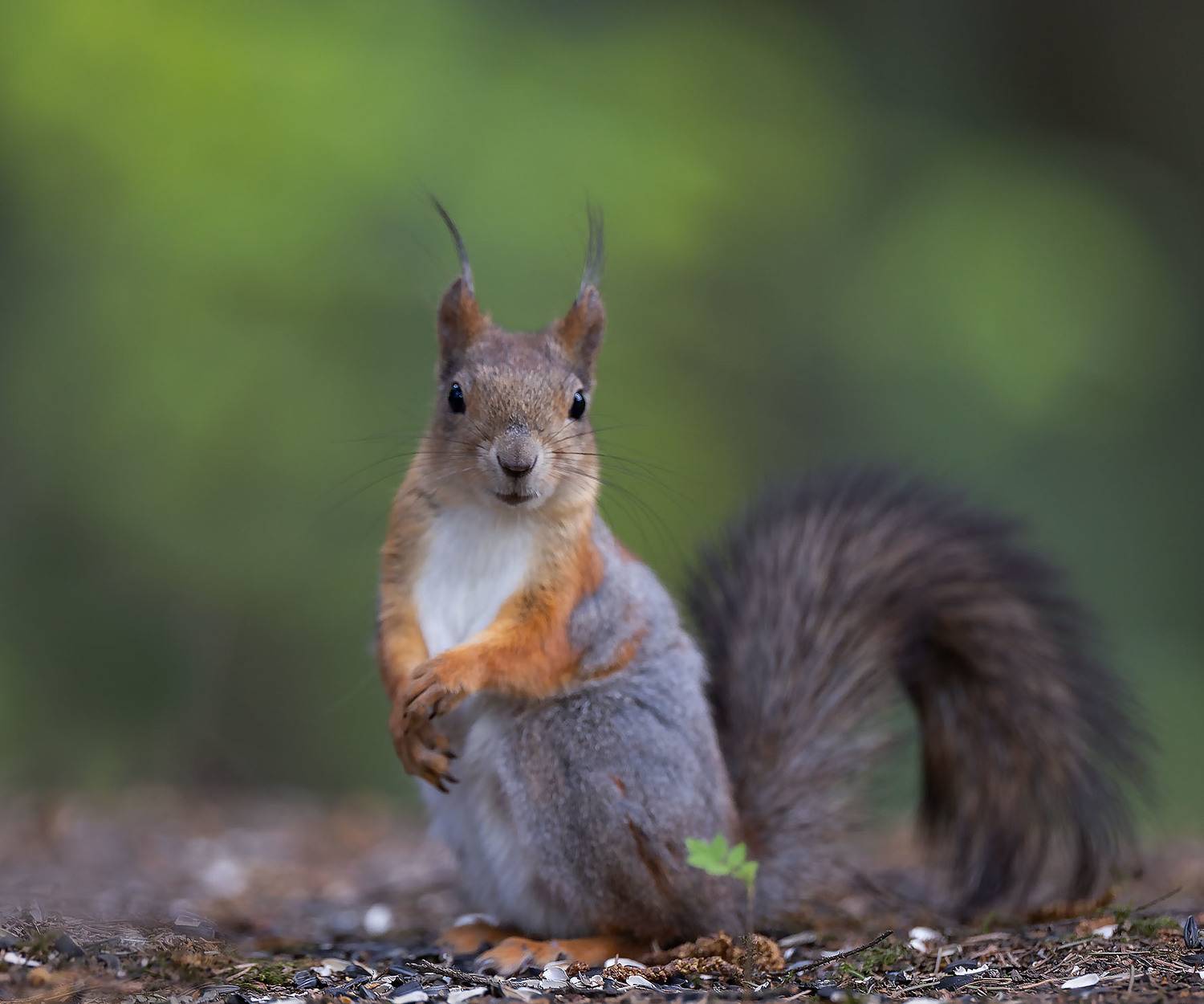 белка,лес,природа,фотоохота, squirrel, beautiful, forest, nature, Стукалова Юлия