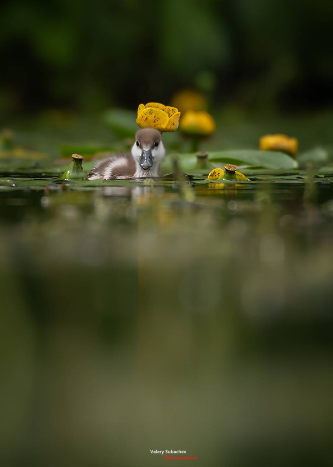 , Валерий Субачев