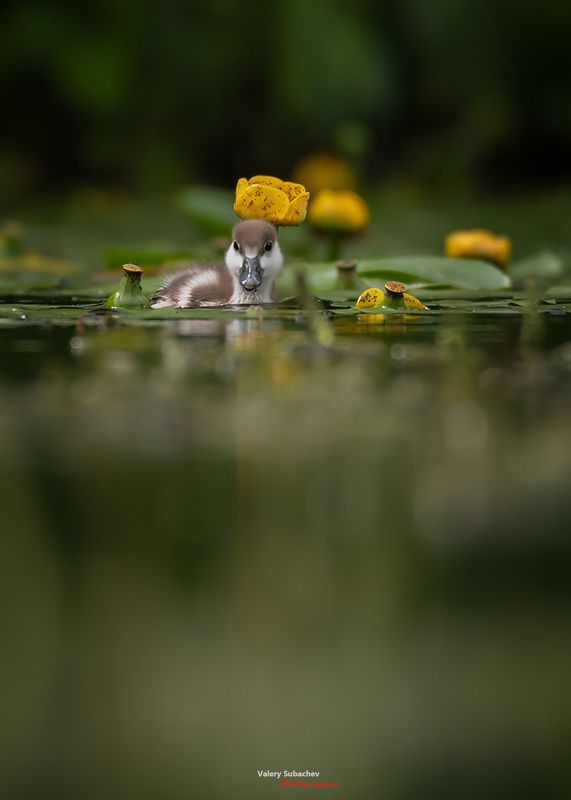 Шапочка фото превью