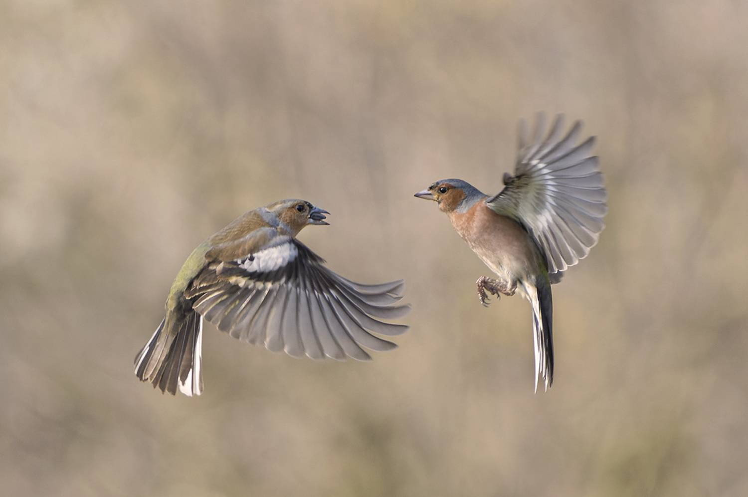 , Евгени Стефанов