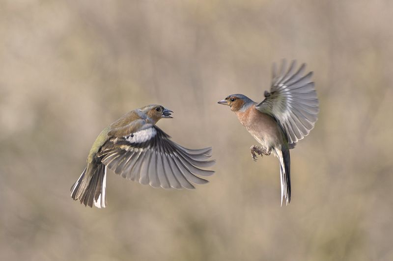 Зяблики фото превью