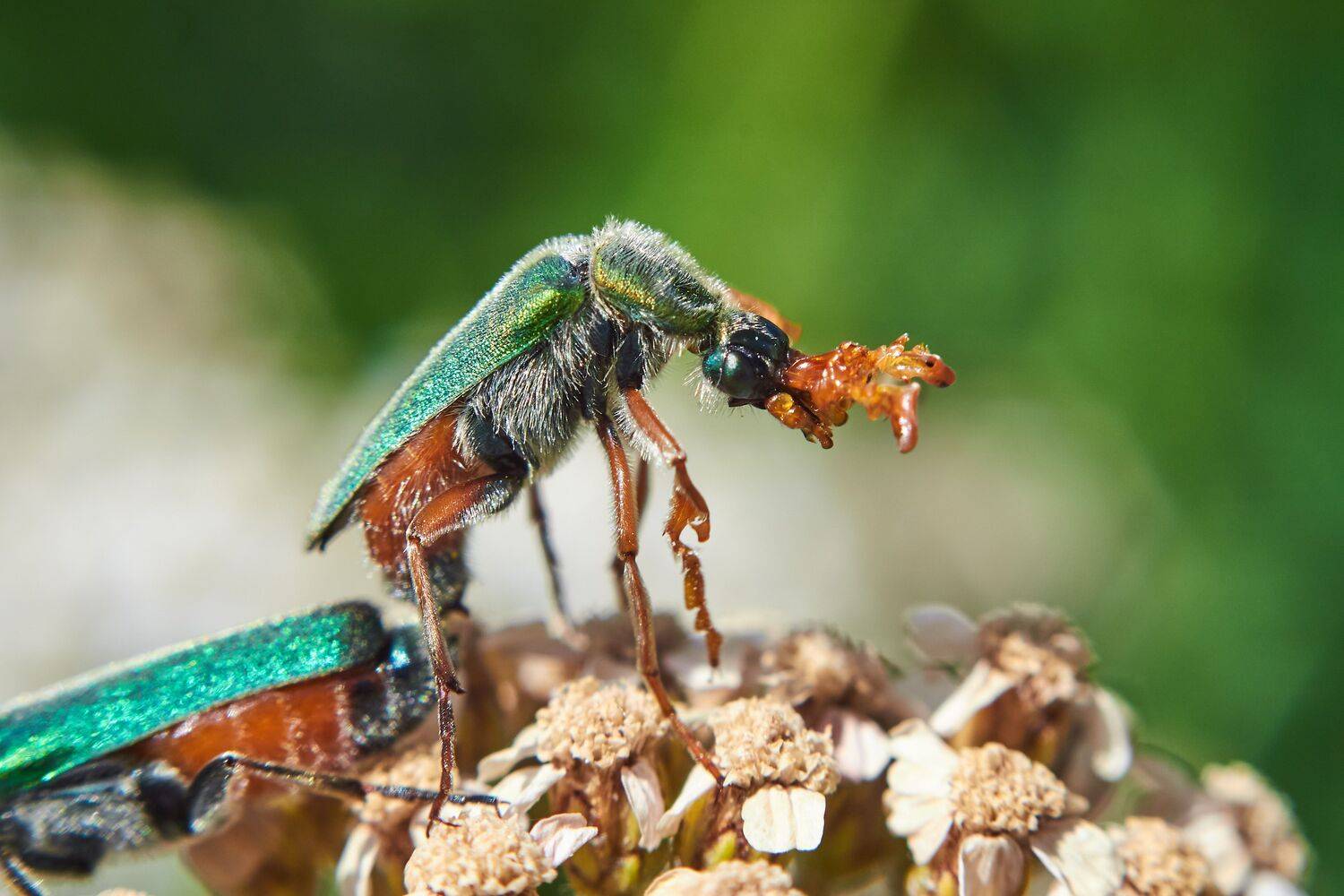 Cerocoma schaefferi, bug, bugs, volgograd, russia, wildlife, macro, macro photo, macro photography, , Сторчилов Павел