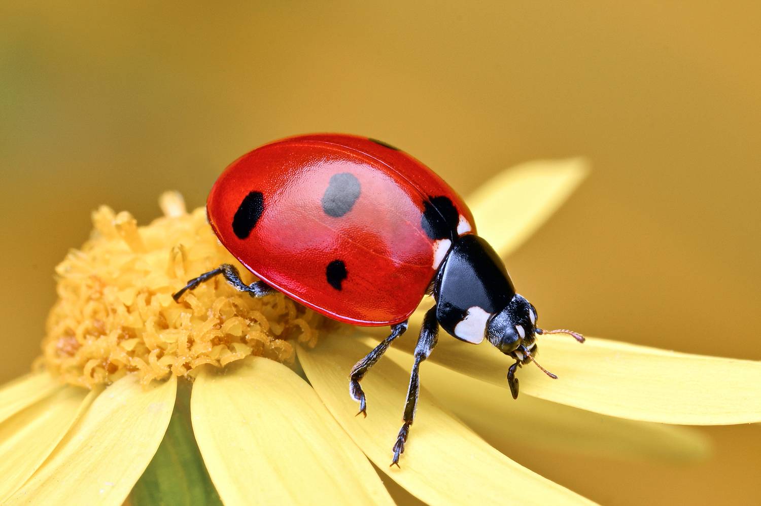 ceclii, macro, Ganev Tsvetan