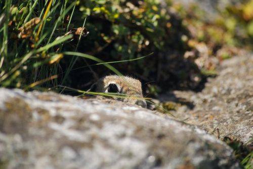 Посмелевший суслик