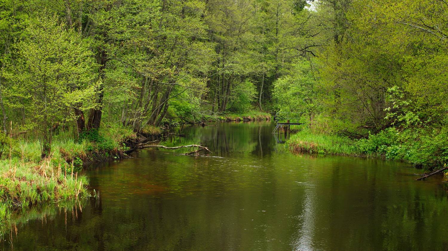 витебская область май лес река, Виктор Гурков