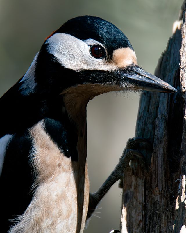 Птицы фото превью