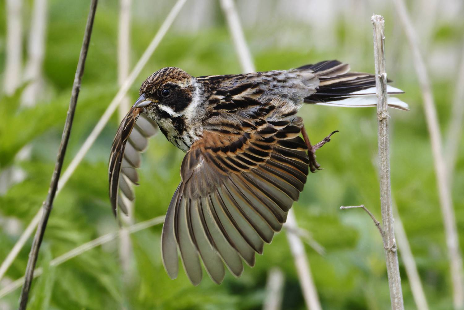 овсянка, тростниковая овсянка, птицы, фото птиц, Александр Шипиленко