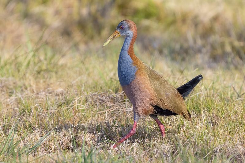 птицы, уругвай *** фото превью