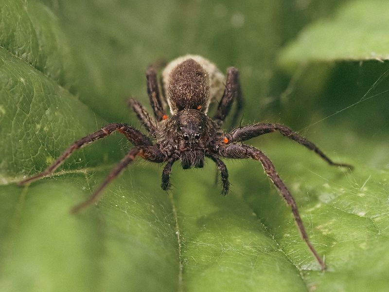 Арагог фото превью