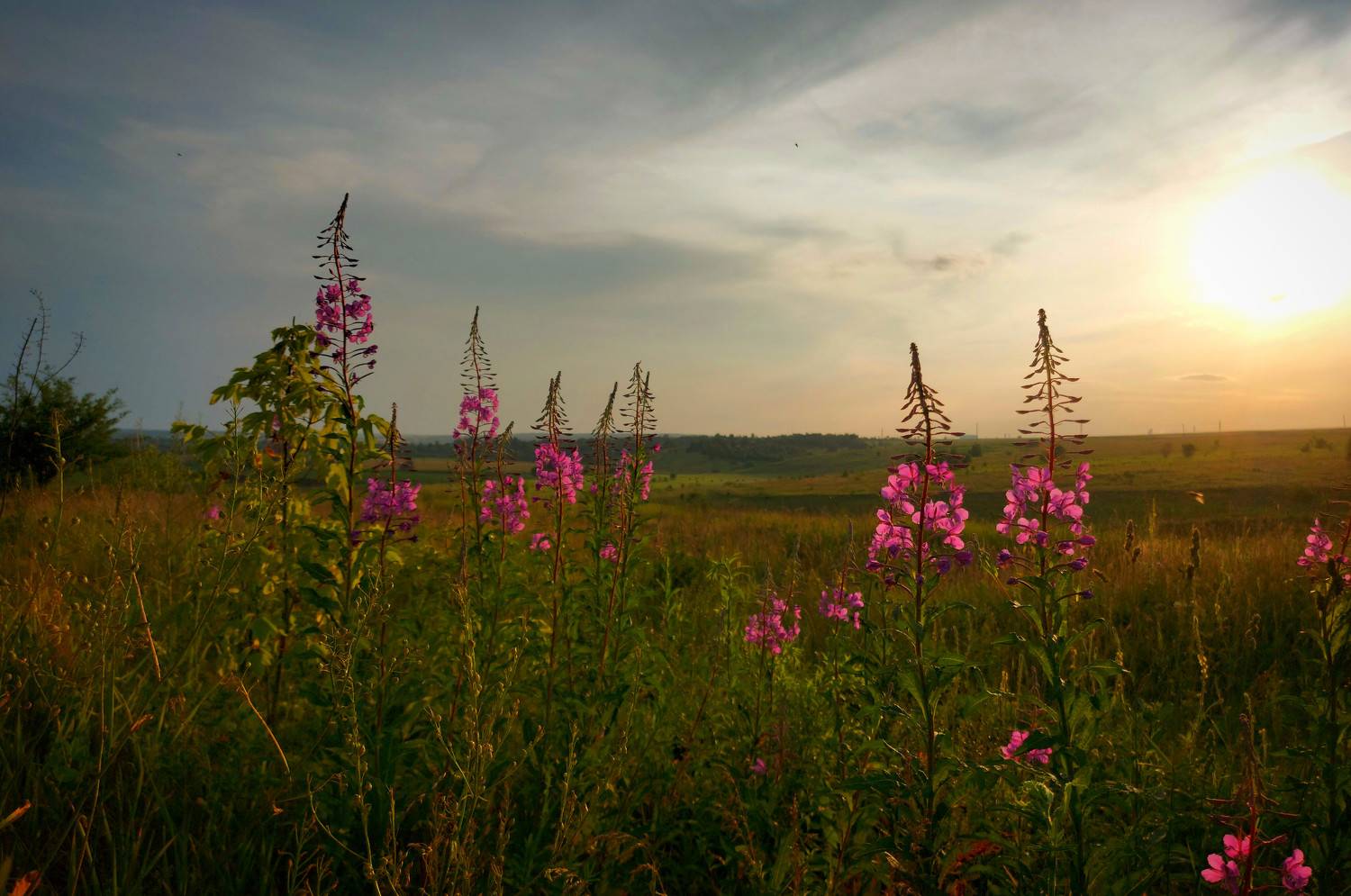 вечер, природа, цветы, закат, пейзаж, луг, Валерий Савостьянов