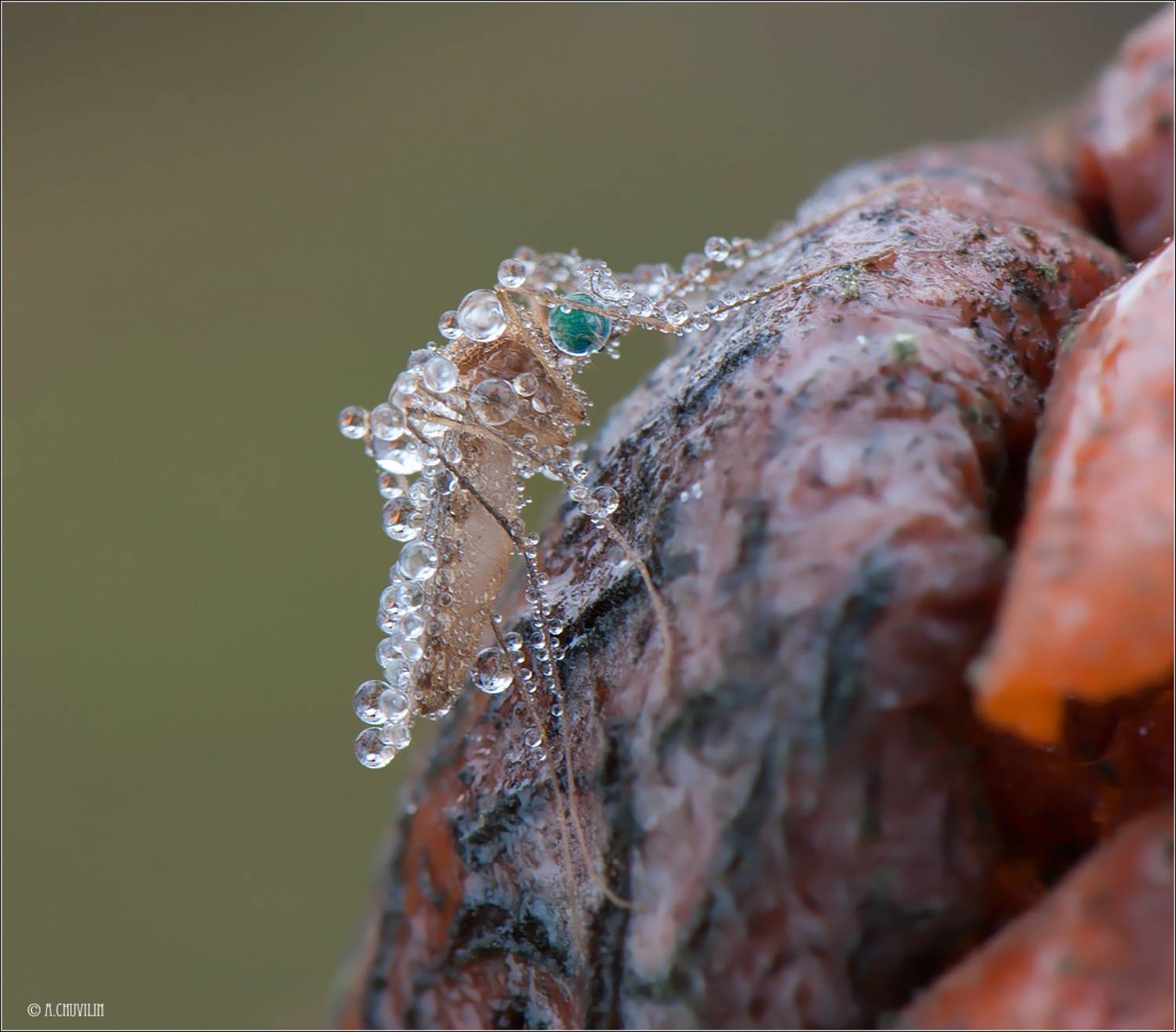 комар,роса,утро,холодно, Александр Чувилин