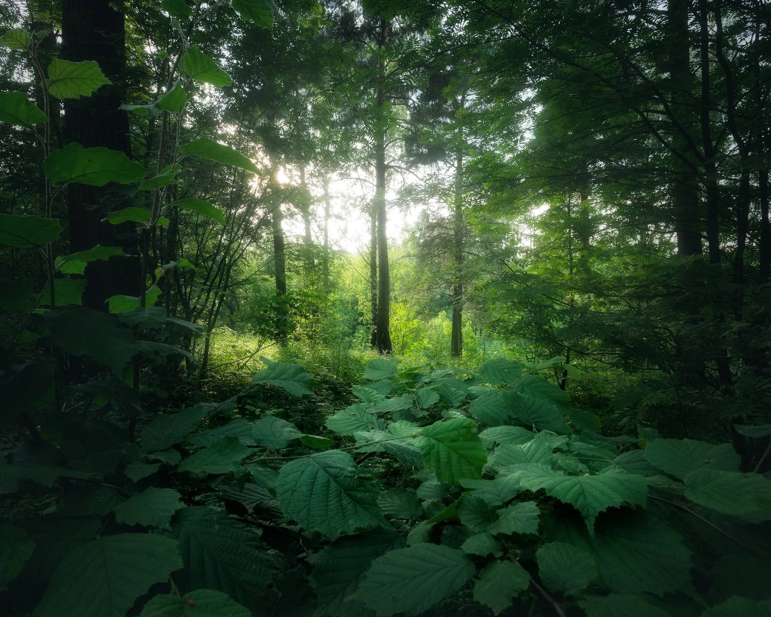 природа, пейзаж, лето, закат, Московская Область , Мартыненко Дмитрий