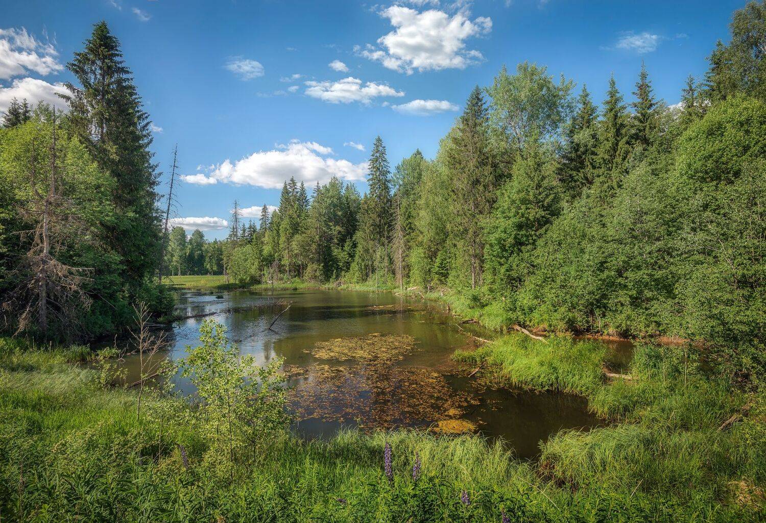 Лес, болото, тайга, лето, Сергей Аникин