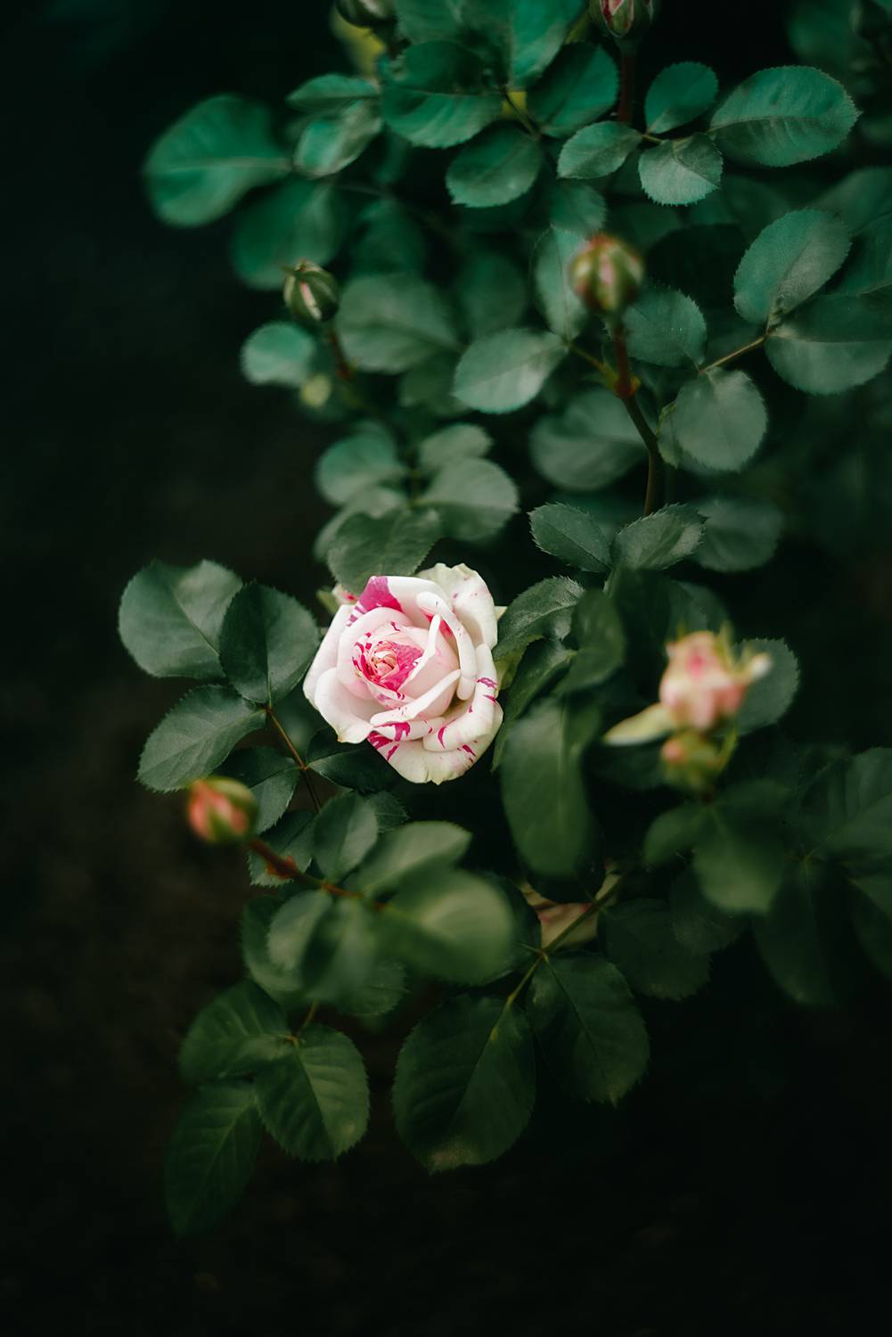 цветы природа лето розы лилии flowers nature fauna summer roses lilies, Дзюба Нелли