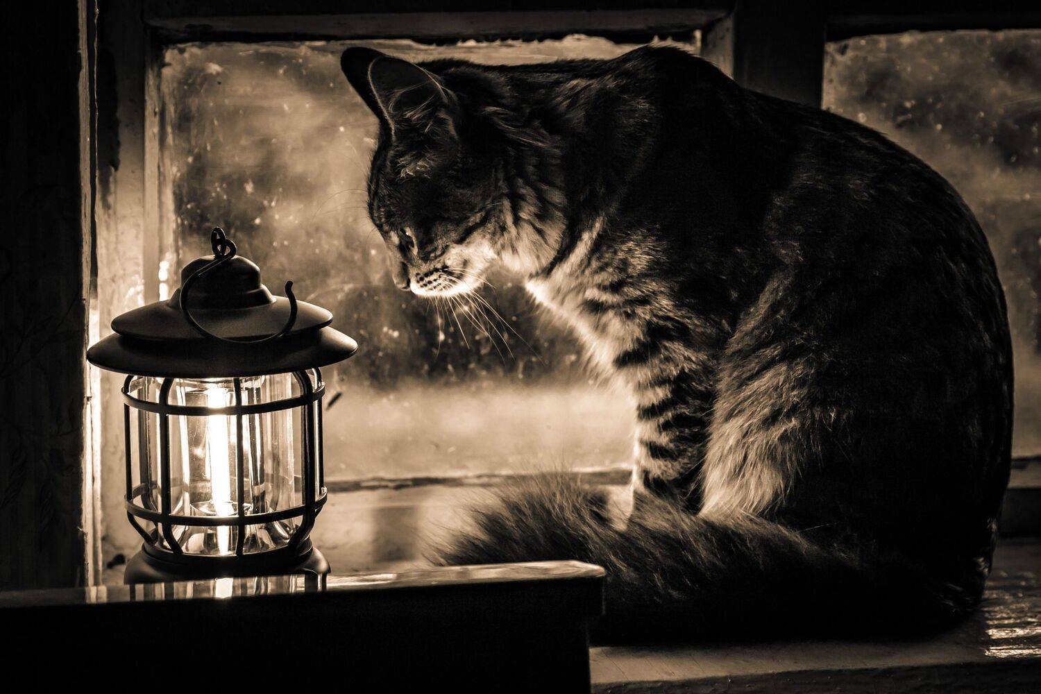 свет, тень, фонарь, кот, окно, Юрий Морозов
